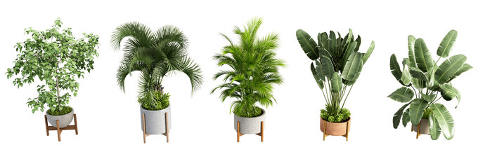 Beautiful plant in 3d rendering isolated isolated	
