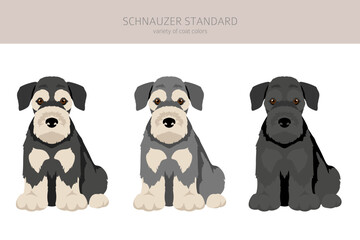 Schhnauzer Standard clipart. Different poses, coat colors set