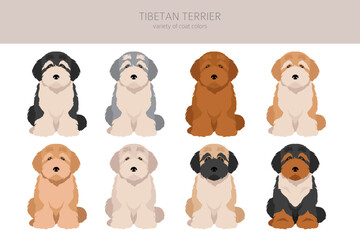 Tibetan terrier puppy clipart. Different poses, coat colors set