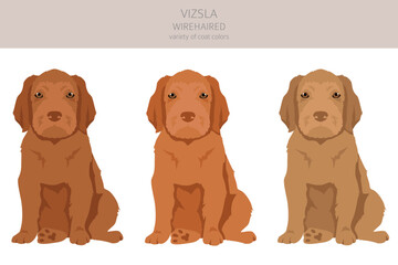 Vizsla wirehaired puppy clipart. Different poses, coat colors set