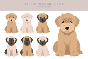 Soft coated Wheaten Terrier puppy clipart. Different poses, coat colors set