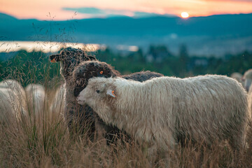 Na Hali Majerz w Hałuszowej. Stado owiec na polu o wschodzie słońca.