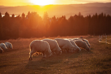 Na Hali Majerz w Hałuszowej. Stado owiec na polu o wschodzie słońca. © rogozinski