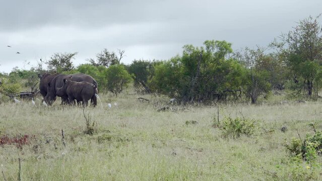 A wide shot of a young white rhino urinating profusely while standing in the bush veld with other rhinos.