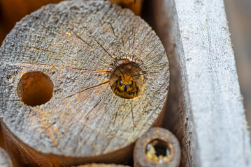 A red mason bee looking out of a nest hole in our 