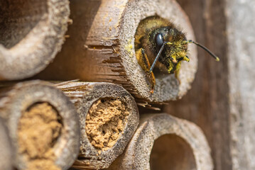 European orchard bee (Osmia cornuta) looking out of  the nest in our bee hotel.