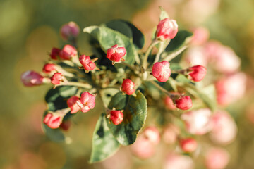 Naklejka na ściany i meble Red, unopened apple blossom buds, front view on green background.