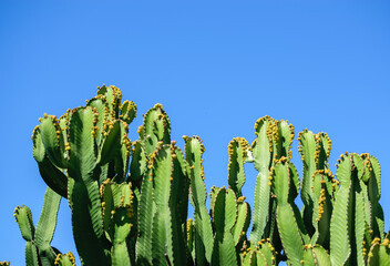 Image of cactus plants in good growth with blue clear sky background