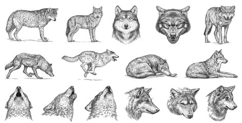 Vintage engraving isolated gray wolf set illustration ink sketch. Wild dog background animal silhouette art. Black and white hand drawn image. - obrazy, fototapety, plakaty