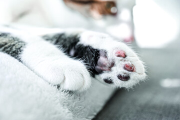 Injured paw of a white kitten, burnt paw from the oven