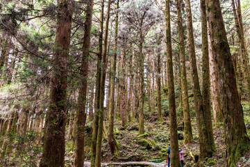 Cypress in Taipingshan, Nan'ao Township, Yilan County, Taiwan