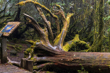 Fototapeta premium Cypress in Taipingshan, Nan'ao Township, Yilan County, Taiwan