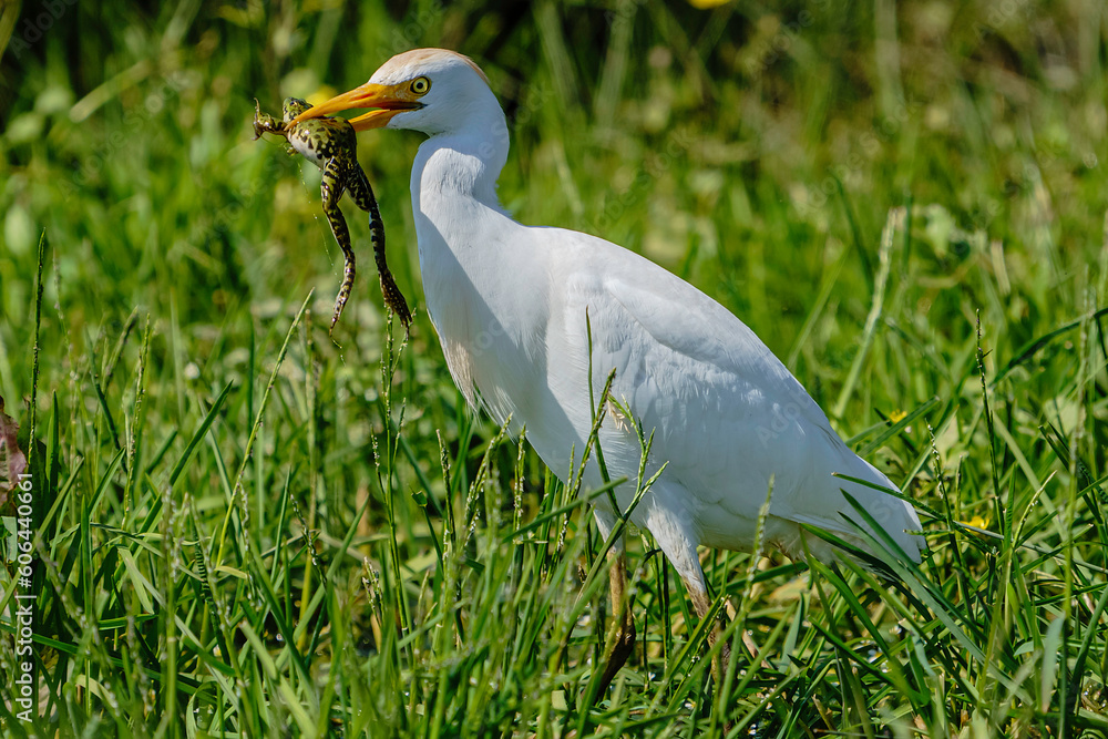 Canvas Prints great egret (ardea alba) feeding on frogs