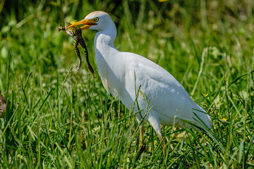 Great Egret (Ardea alba) feeding on frogs