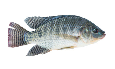 Nile tilapia fish isolated transparent background.