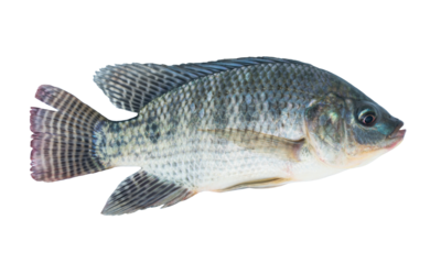Nile tilapia fish isolated transparent background.