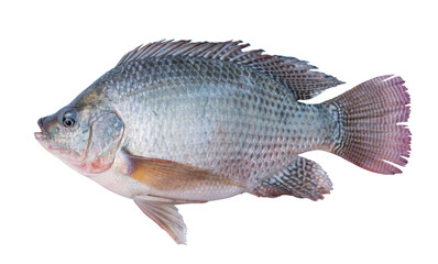 Nile tilapia fish isolated transparent background.