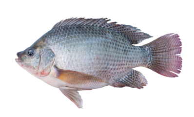 Nile tilapia fish isolated transparent background.
