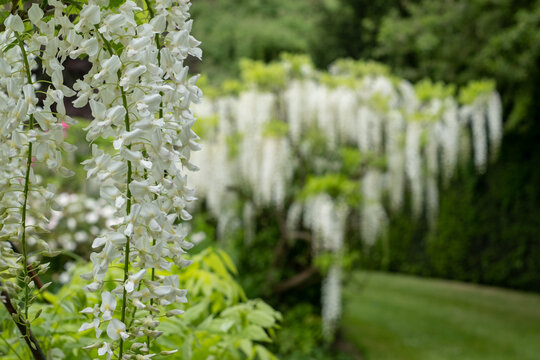 St John's Lodge Garden photographed in springtime, located in the Inner Circle, Regent's Park, London UK. White wisteria flowers in the foreground.