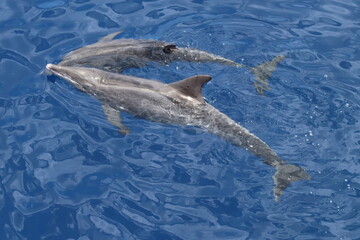 Rough-toothed dolphins, Steno bredanensis, playing in the Gulf of Mexico