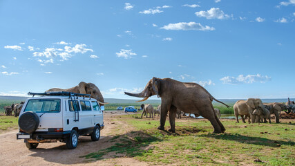 Addo Elephant Park South Africa, Family of Elephants in Addo elephant park with a car with tourist...