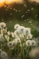 Photo of fluffy dandelions at sunset.