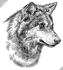 Vintage engraving isolated gray wolf set illustration ink sketch. Wild dog background animal silhouette art. Black and white hand drawn vector image. © Turaev