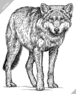 Vintage engraving isolated gray wolf set illustration ink sketch. Wild dog background animal silhouette art. Black and white hand drawn vector image.