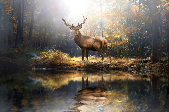 Stolzer Hirsch im herbstlichen Wald vor einem Wasserloch