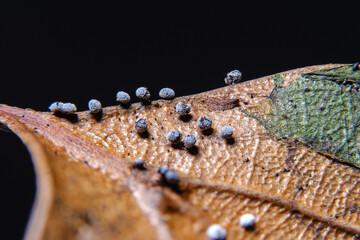 変形菌　カタホコリ