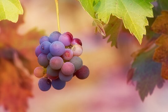 Multi-hued grape cluster with autumn foliage afer harvest