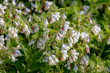 Selective focus of white flower common comfrey in the park with blur background, Symphytum orientale is a flowering plant of the genus Symphytum in the family Boraginaceae, Nature floral background. - obrazy, fototapety, plakaty