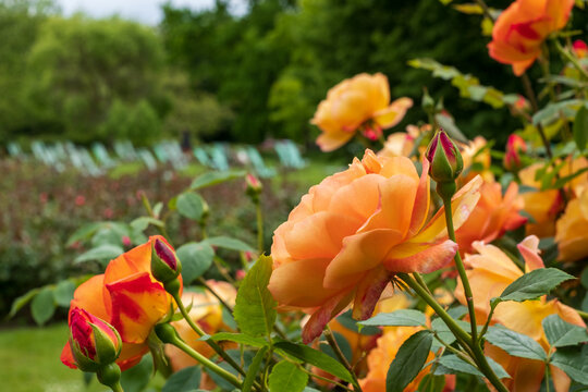Orange roses, photographed in in springtime in Regent's Park, London UK. Green and white striped deck chairs in the background.