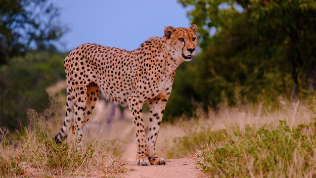 Cheeta wild animal in Kruger National Park South Africa, Cheetah on the Hunt during sunset in a private game reserve in South Africa near Kruger Park