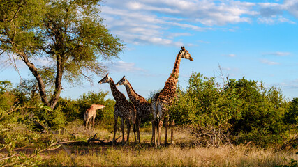 Giraffe in the bush of Kruger national park South Africa during sunset. Giraffe at dawn in Kruger Park South Africa