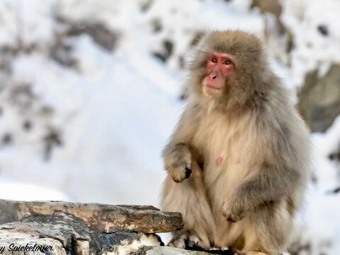 Snow Monkey Sitting on Rock