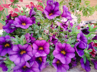 calibrachoa. Flores violetas con el centro amarillo. Ramo de flores lilas