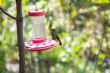 Colibrí Bebiendo Agua