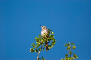 Large Songbird Brown Thrasher calling from a tree top