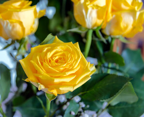 Yellow roses close up macro photo image