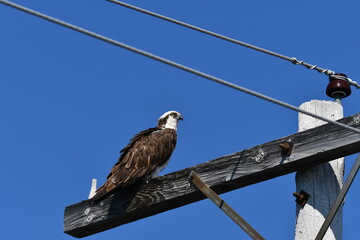 Fototapeta premium Adult Osprey sits on hydro pole looking around