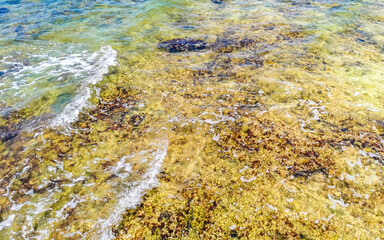 Obraz na płótnie Canvas Stones rocks corals turquoise green blue water on beach Mexico.