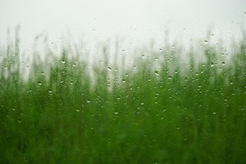 Abstraktes Motiv mit Glasscheibe und Regentropfenmuster vor grünem hohen Gras und Himmel bei Regen...