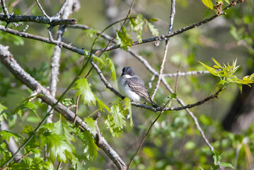 eastern kingbird with big head in a tree 