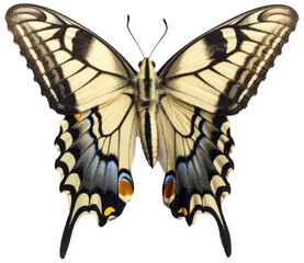 Swallowtail butterfly isolated on a white background as transparent PNG, generative AI animal
