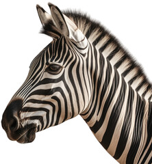 Close up portrait of african zebra isolated on a white background, generative AI animal