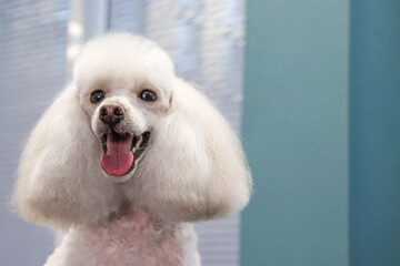 A white trimmed poodle poses in a grooming salon