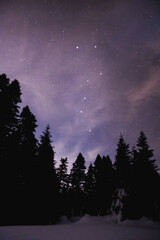 Fototapeta na wymiar night in the woods under the ursa major constellation