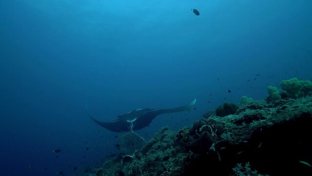 A Manta Ray swims over coral reef and makes turns -Under water film from Indonesia