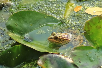 Frog in the water lily